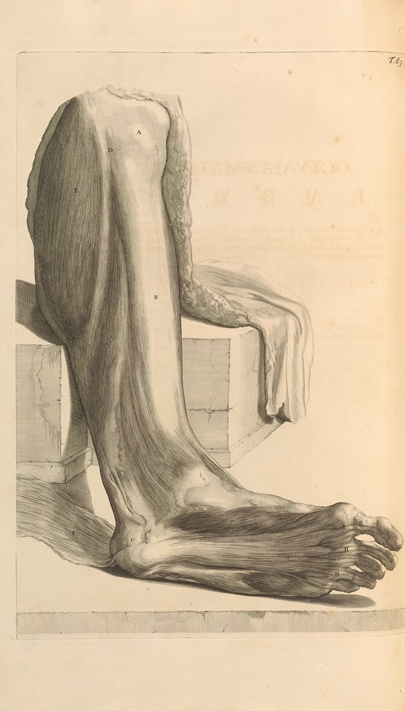 Gerard de Lairesse - Anatomia humani corporis Pl.084