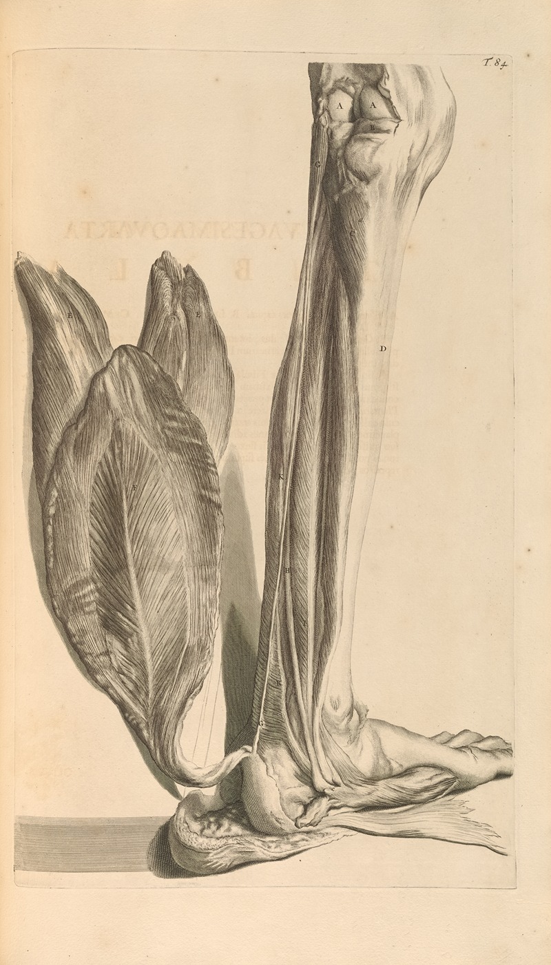 Gerard de Lairesse - Anatomia humani corporis Pl.085