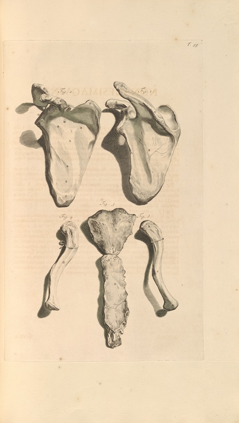 Gerard de Lairesse - Anatomia humani corporis Pl.096