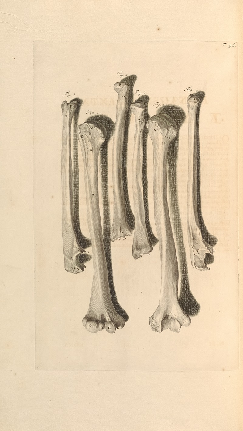 Gerard de Lairesse - Anatomia humani corporis Pl.097