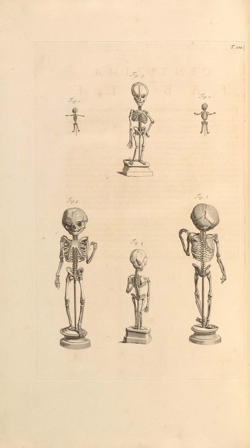 Gerard de Lairesse - Anatomia humani corporis Pl.101