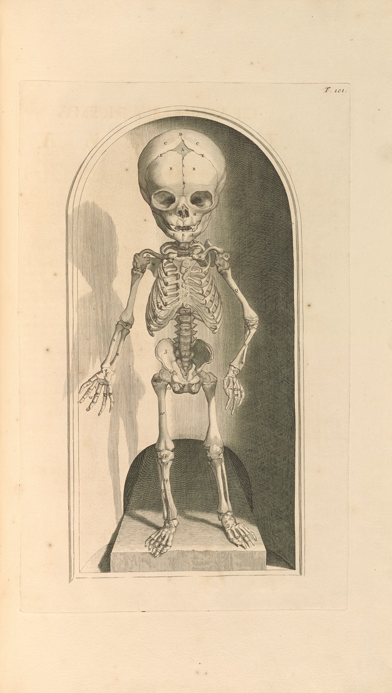 Gerard de Lairesse - Anatomia humani corporis Pl.102