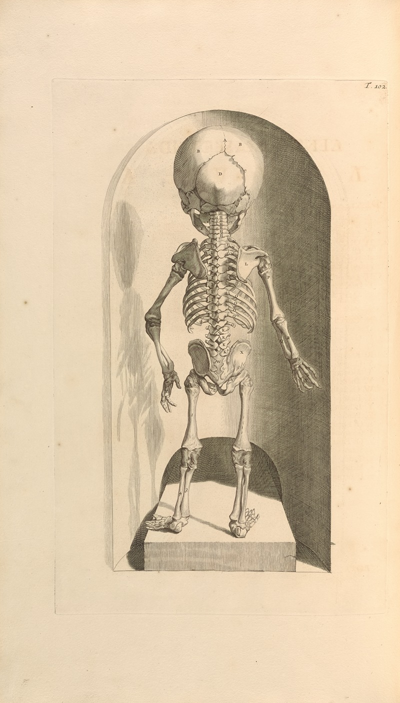 Gerard de Lairesse - Anatomia humani corporis Pl.103
