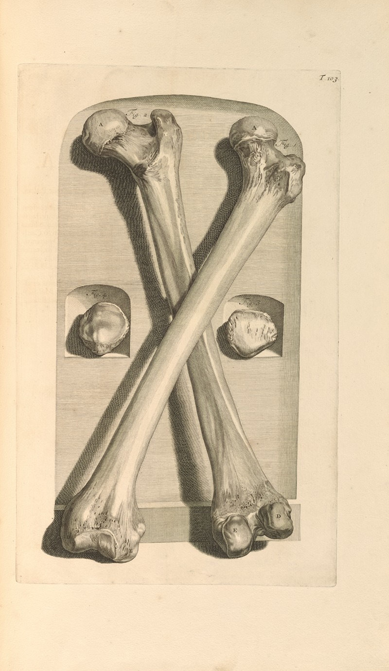 Gerard de Lairesse - Anatomia humani corporis Pl.104