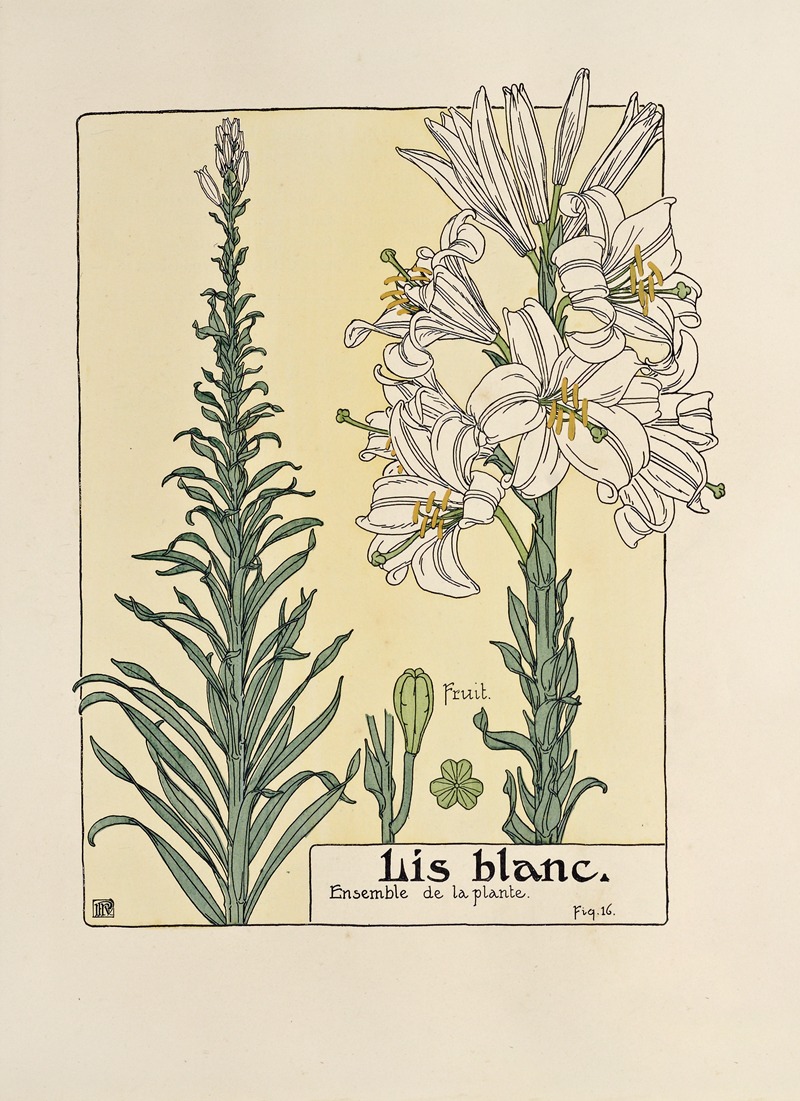 Maurice Pillard Verneuil - Lis blanc