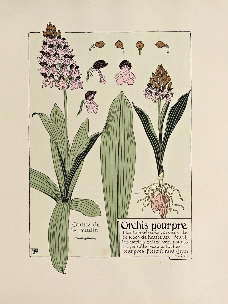 Maurice Pillard Verneuil - Orchis pourpre
