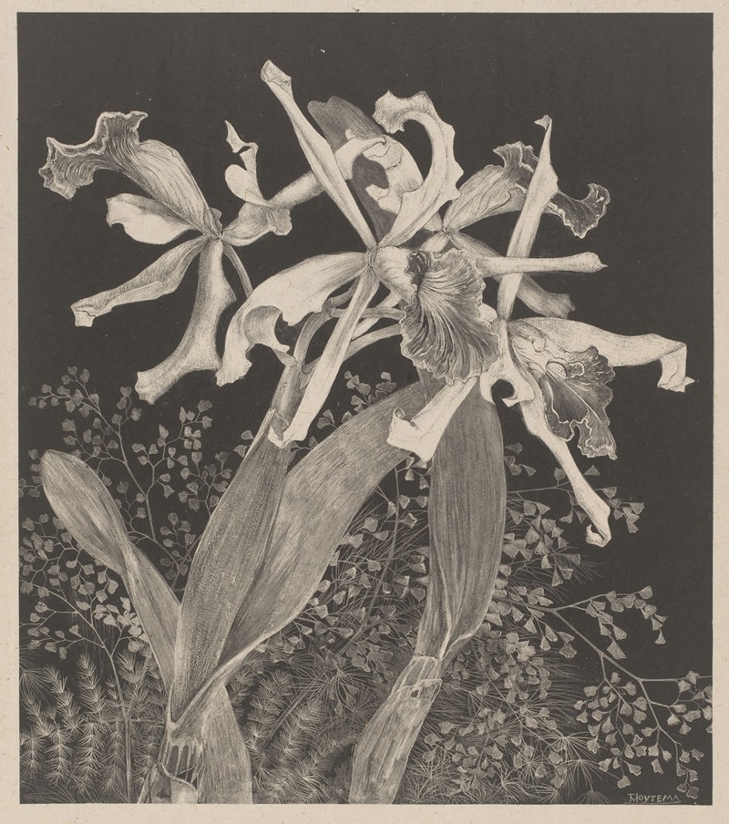 Theo van Hoytema - Orchids