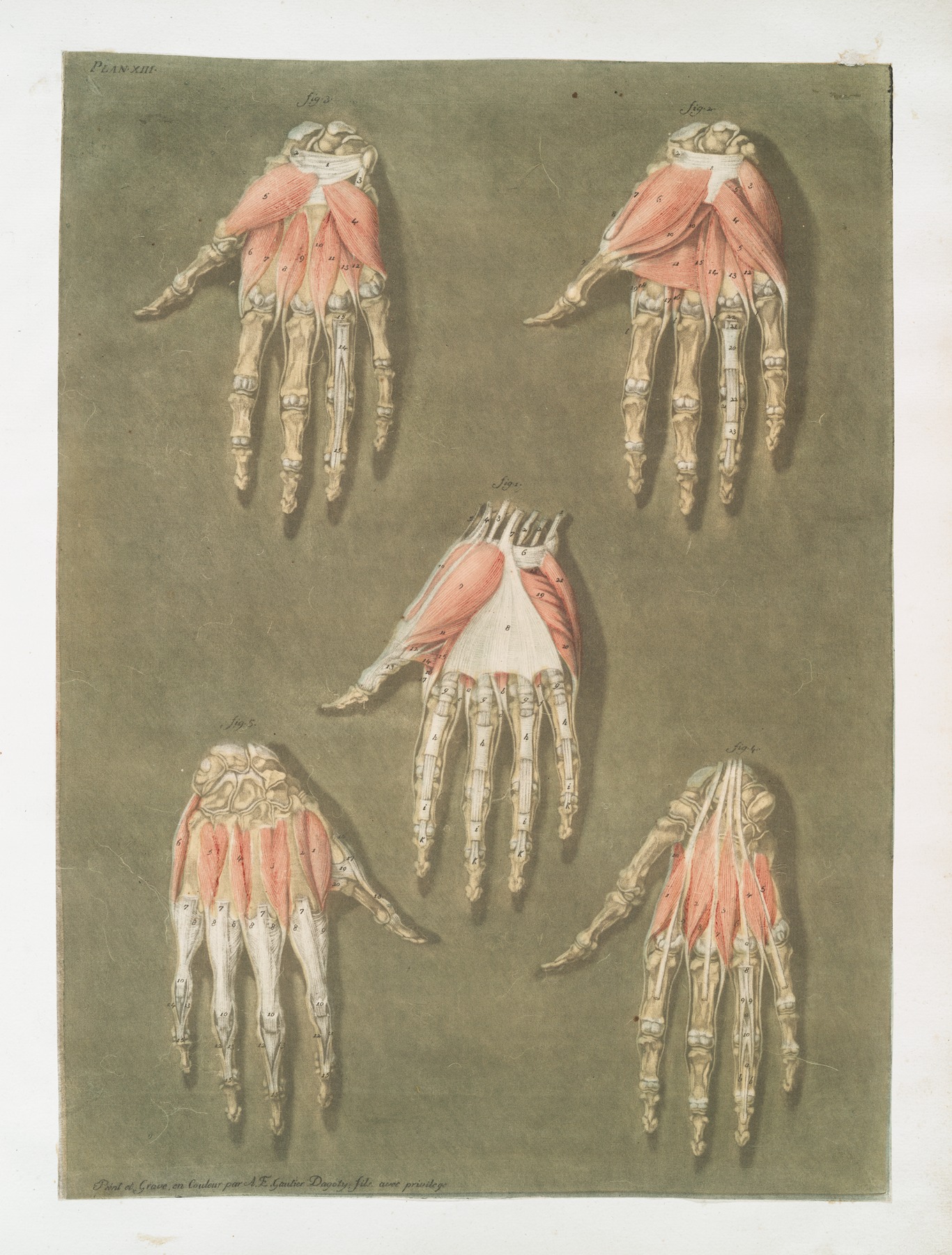 Arnauld Gautier d'Agoty - Elle présente en detail les muscles situés dans la main….