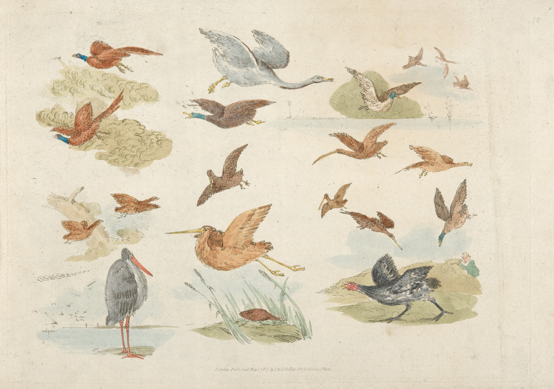 Henry Thomas Alken - Birds of fowling
