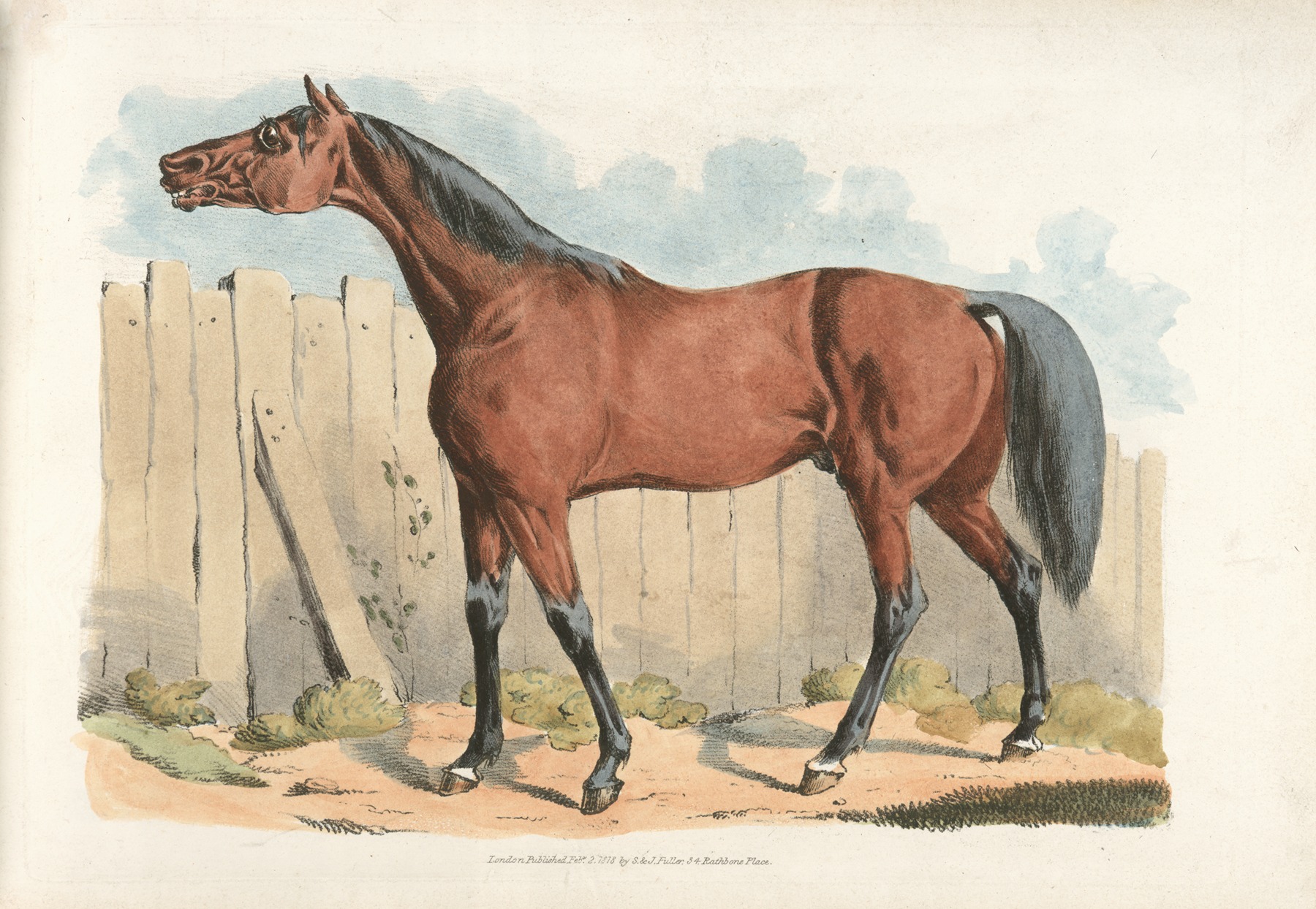 Henry Thomas Alken - Dark-brown horse