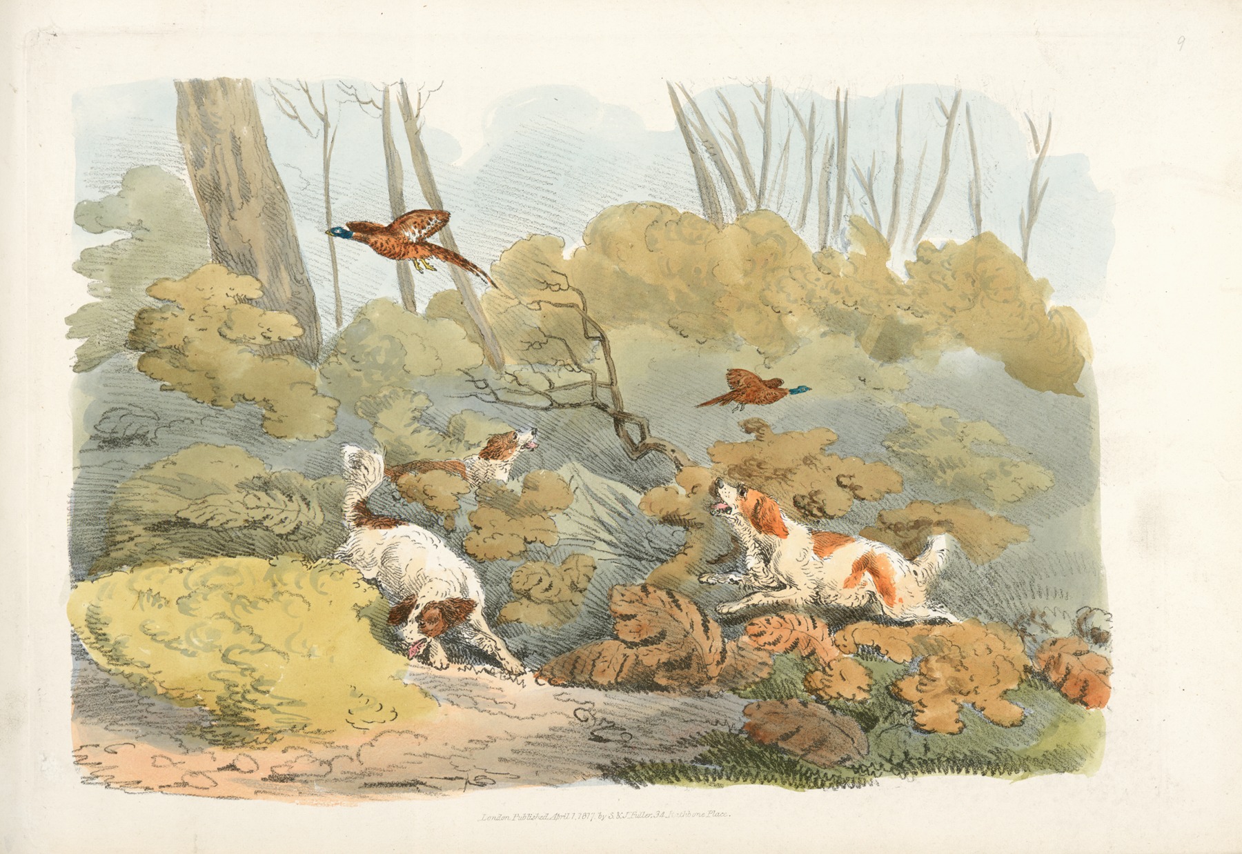 Henry Thomas Alken - Dogs chasing pheasants