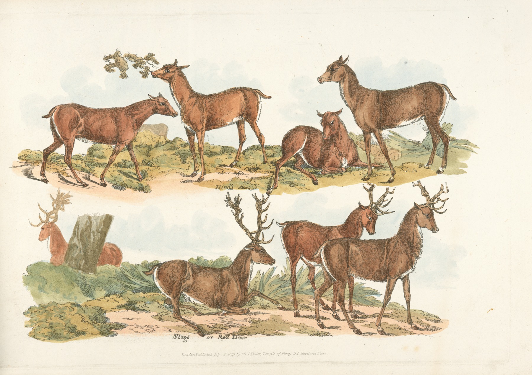 Henry Thomas Alken - Hinds; Stags or Red Deer