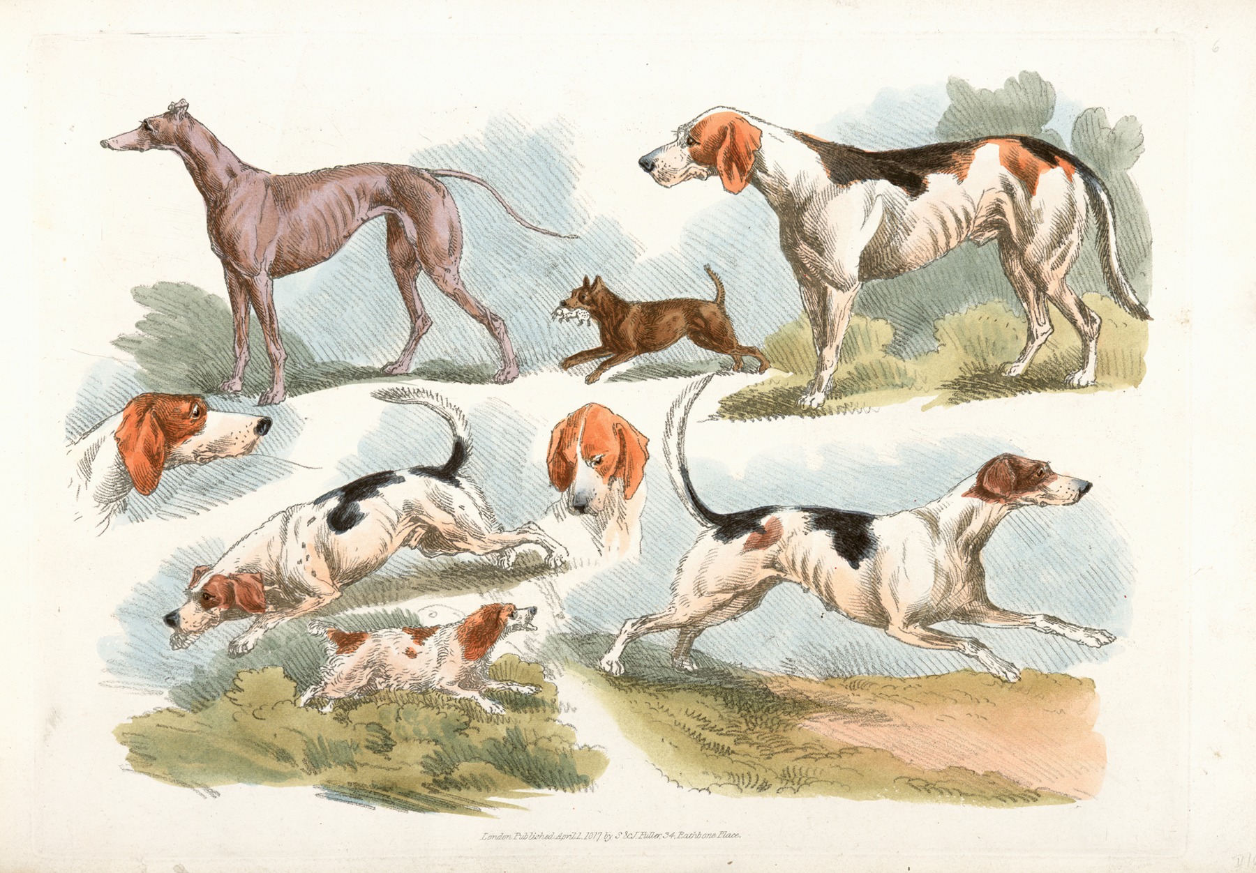 Henry Thomas Alken - Hunting dogs