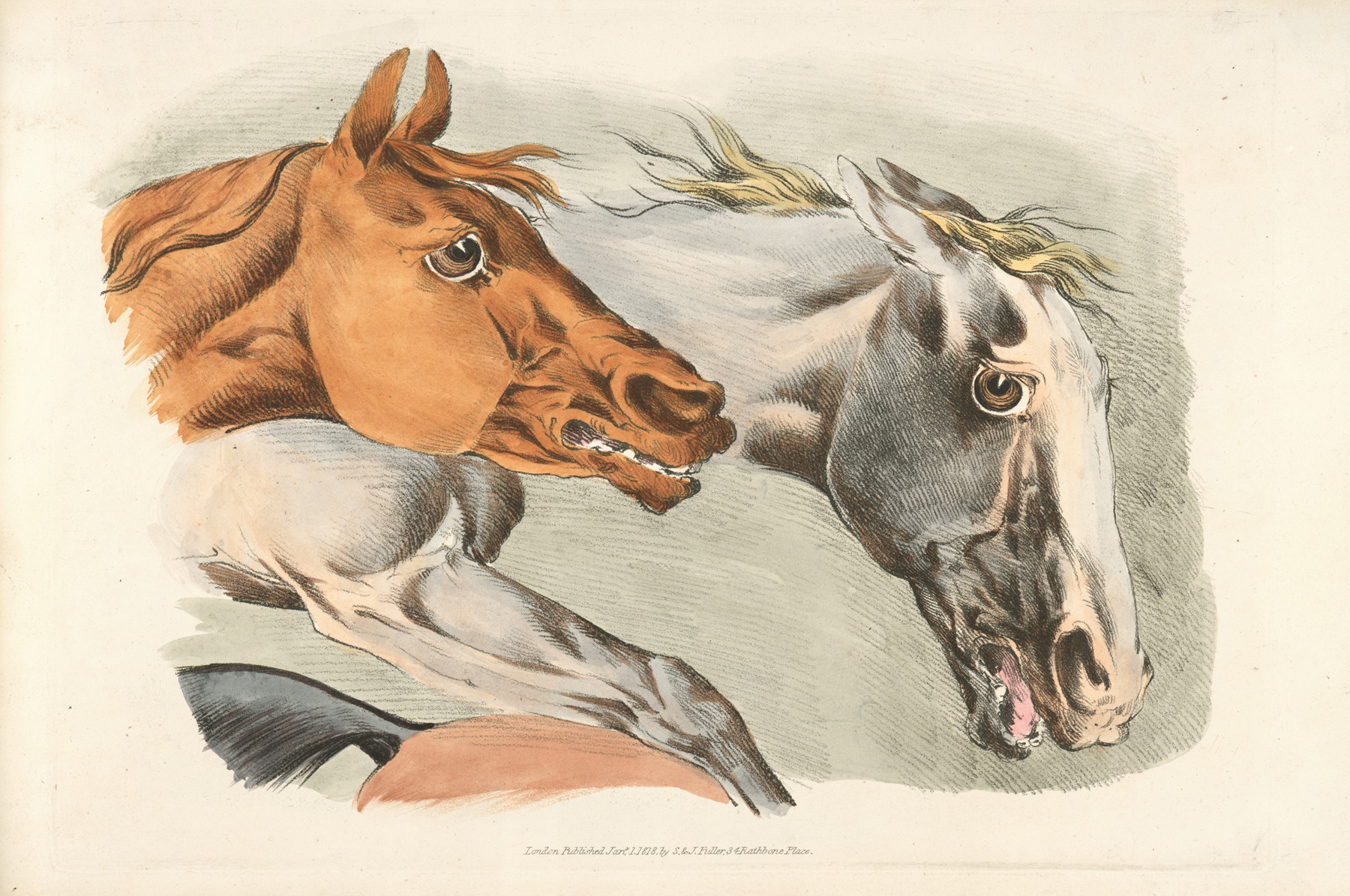 Henry Thomas Alken - Parts of a white and brown horses