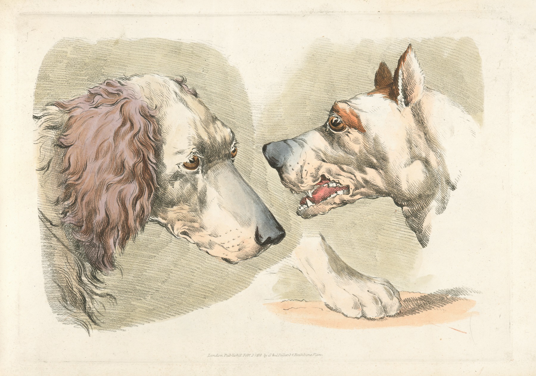 Henry Thomas Alken - Two dogs’ heads and a paw.