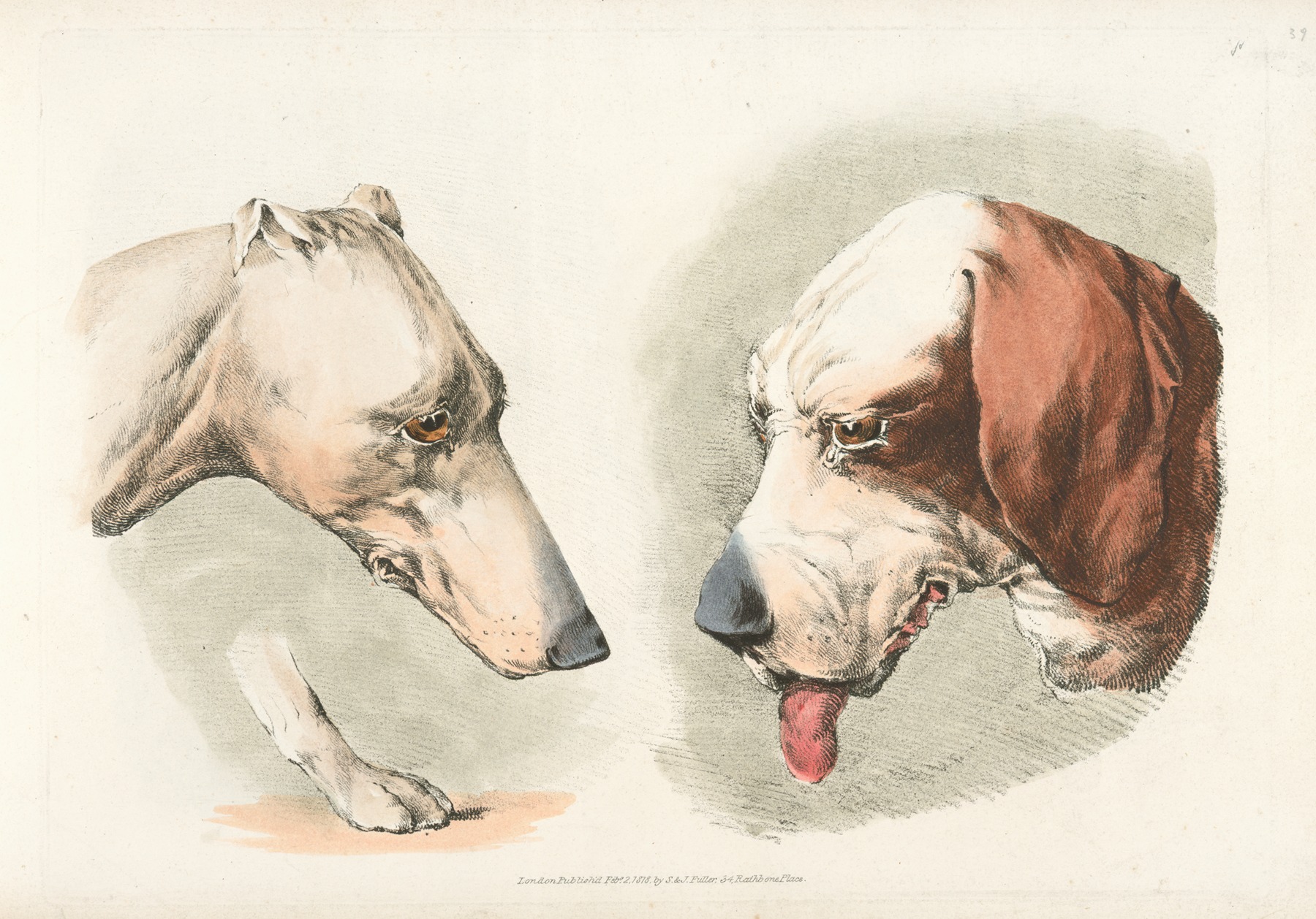 Henry Thomas Alken - Two dogs’ heads and a paw