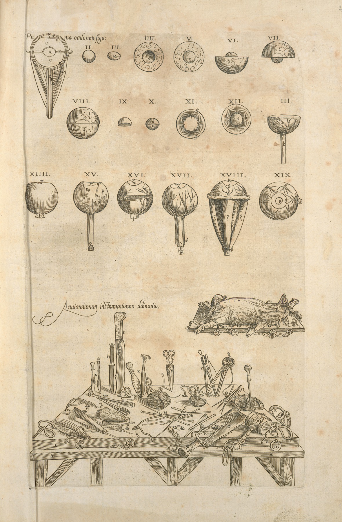 Thomas Geminus - Anatomicorum instrumentorum delineatio [Various medical apparatuses]