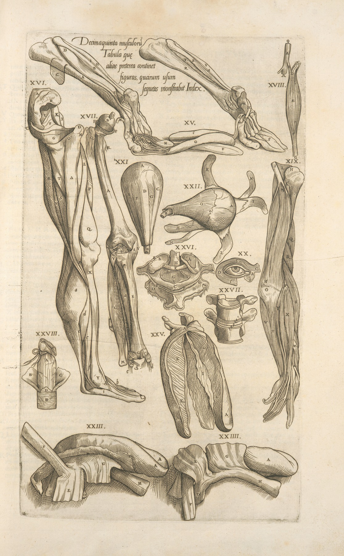 Thomas Geminus - Decima quinta musculorum tabula quae preterea continet figuras