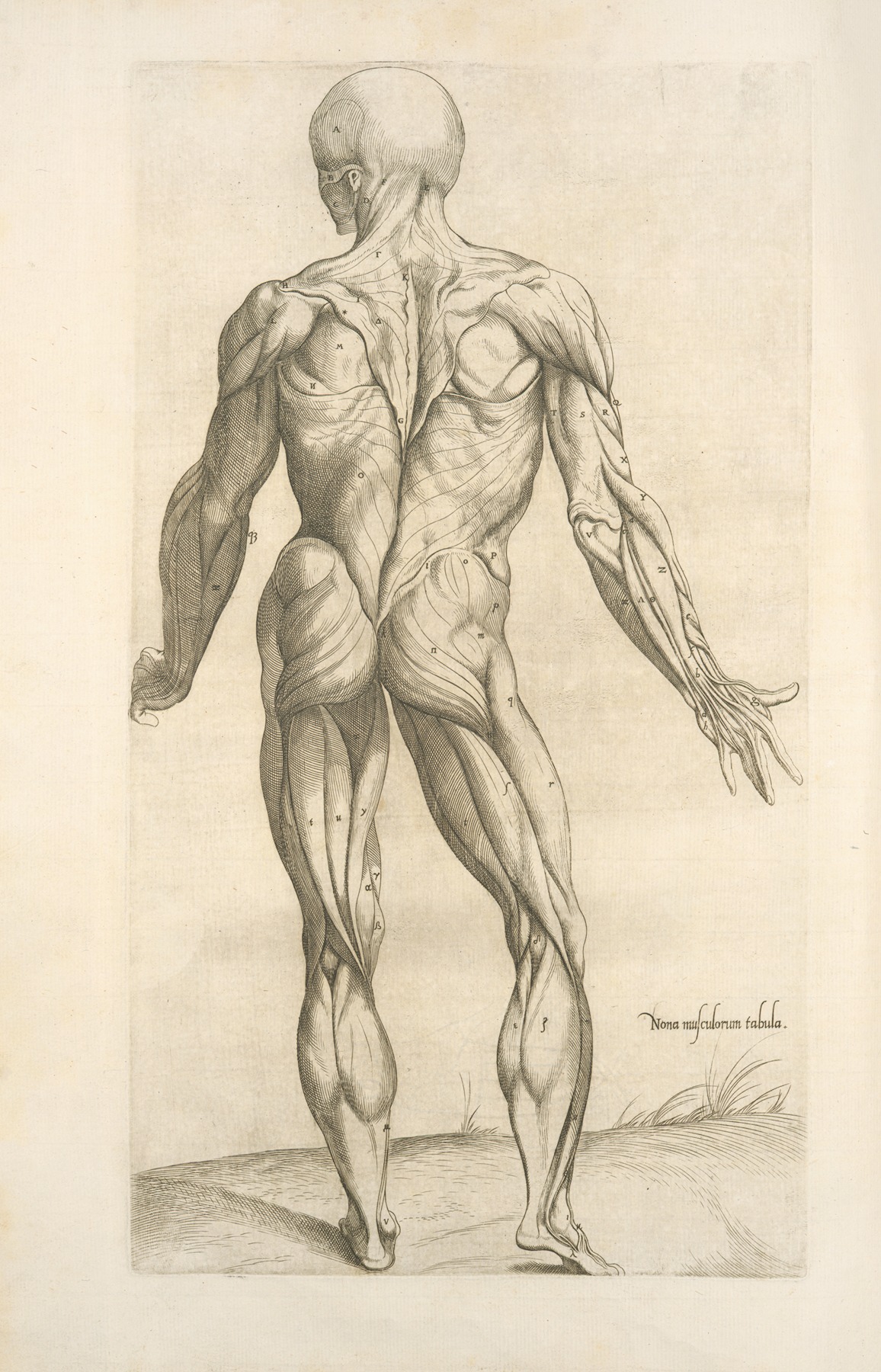 Thomas Geminus - Nona musculorum tabula. [Rear view of the body muscles]