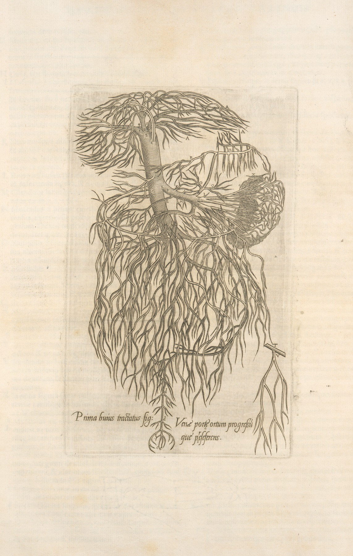 Thomas Geminus - Prima huirus tractatus fig; Venæ portæ ortum progresumque’ præseferens