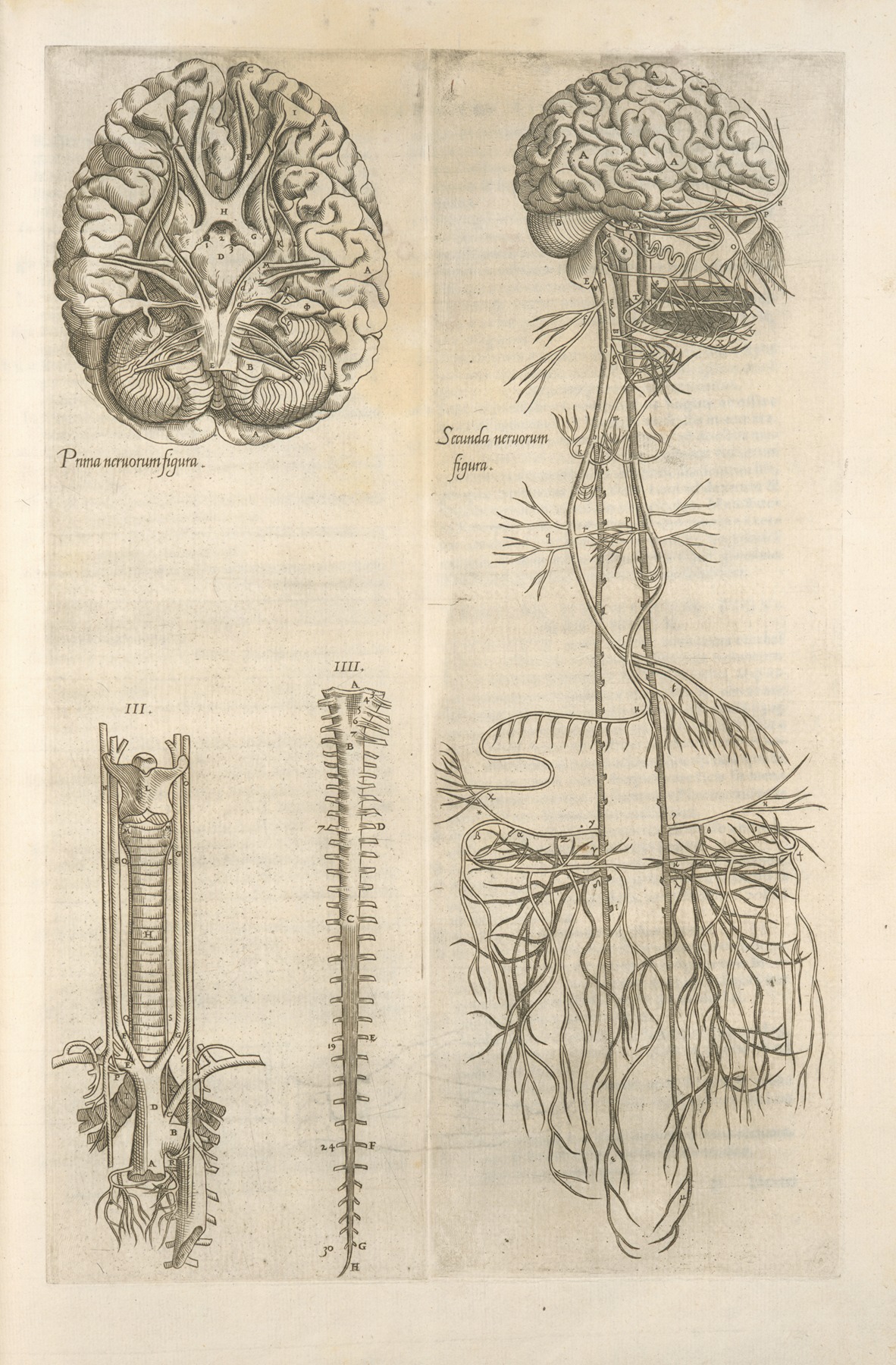 Thomas Geminus - Prima neruorum figura — Secunda neruorum figura. [Brain and cranial nerves]