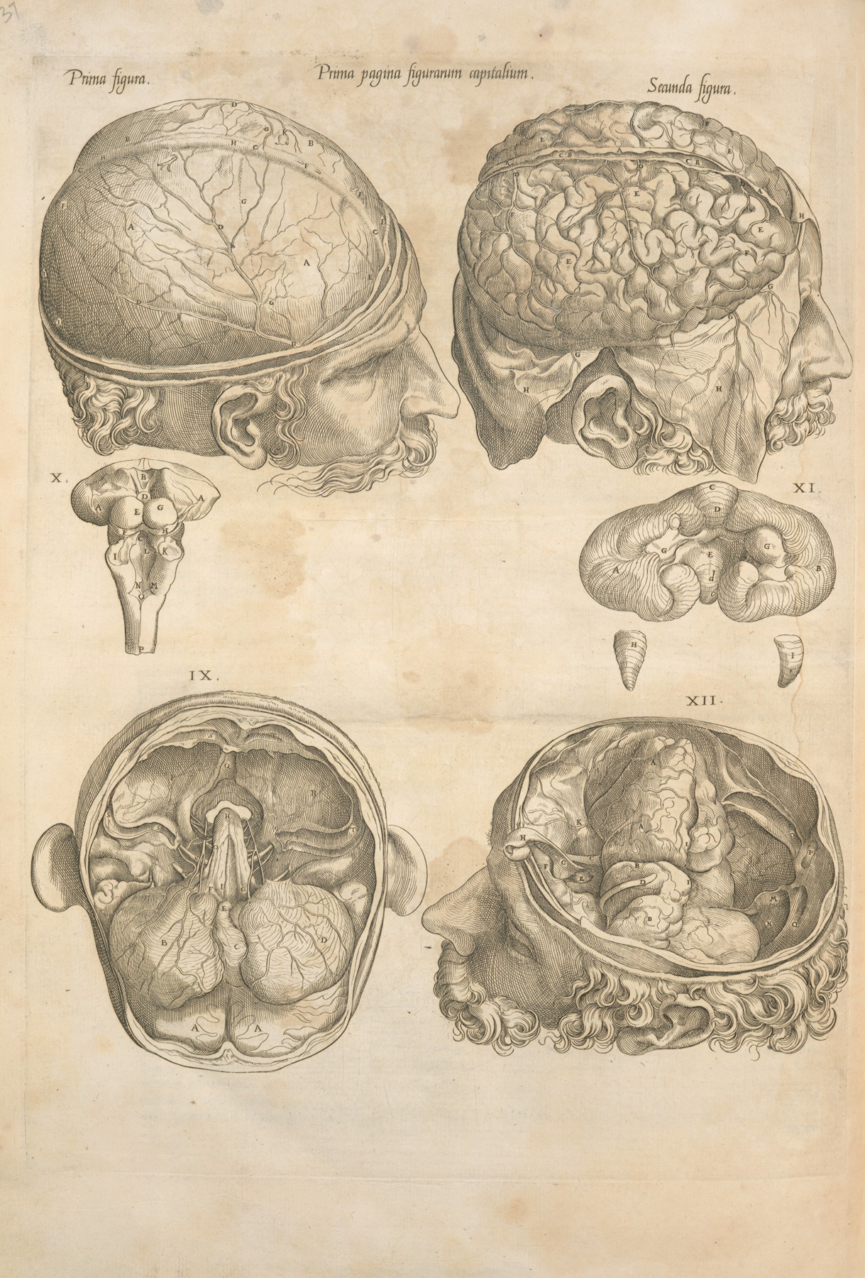 Thomas Geminus - Prima pagina figurarum capitalium [Human brain]