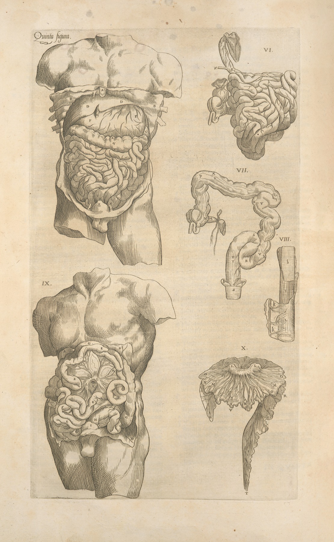 Thomas Geminus - Quinta figura. [Digestive tract, another view]