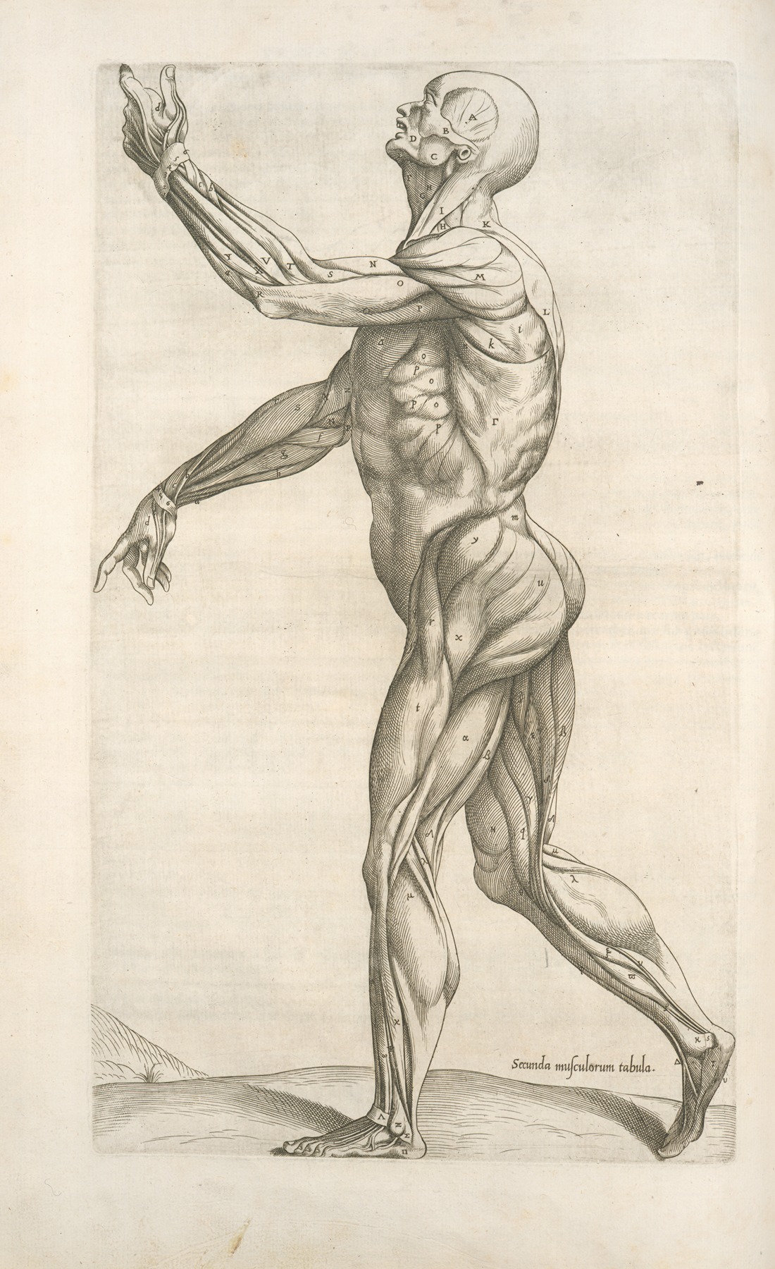 Thomas Geminus - Secunda musculorum tabula. [Shows muscles in a walking position]