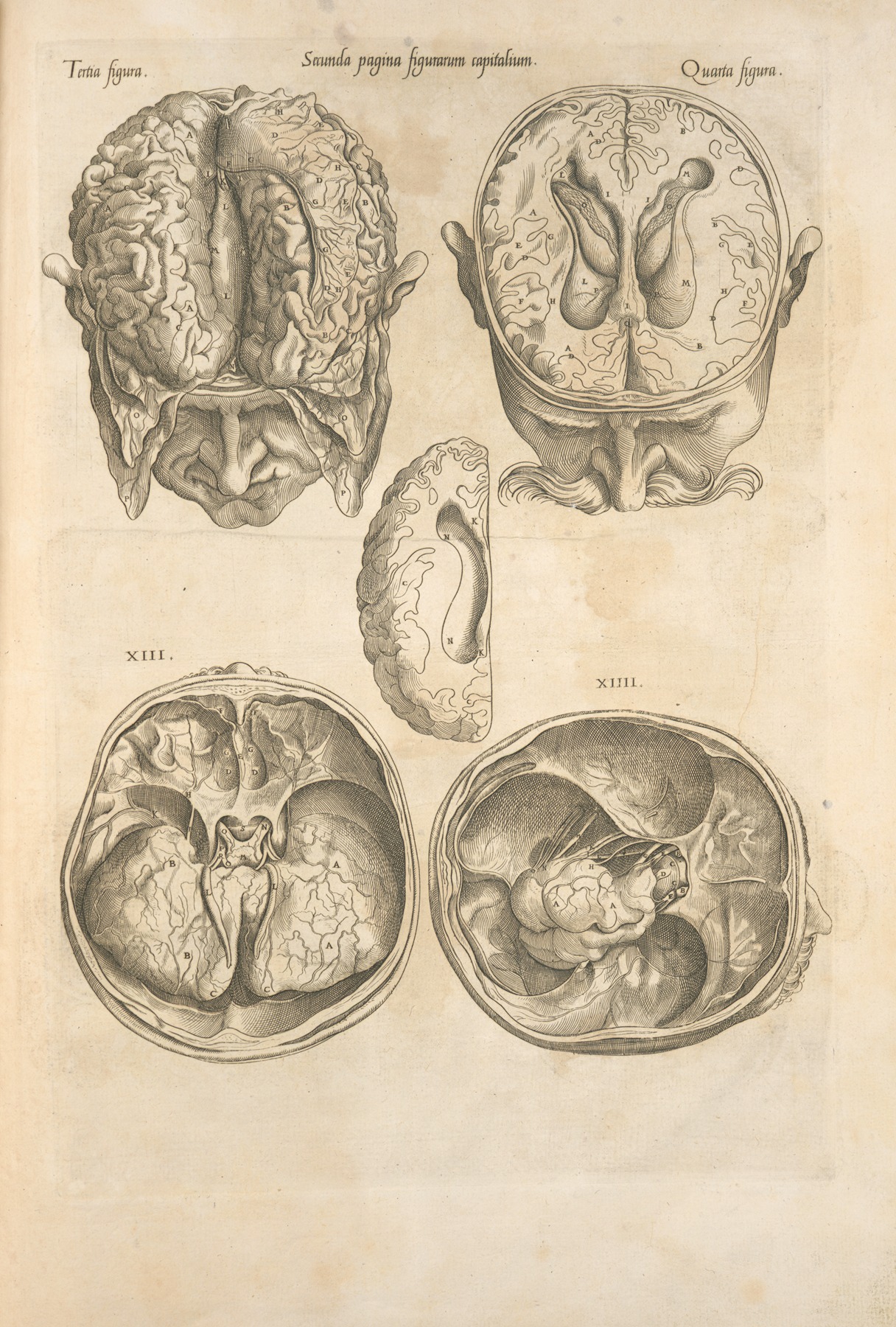 Thomas Geminus - Secunda pagina figurarum capitalium. [Human brain]