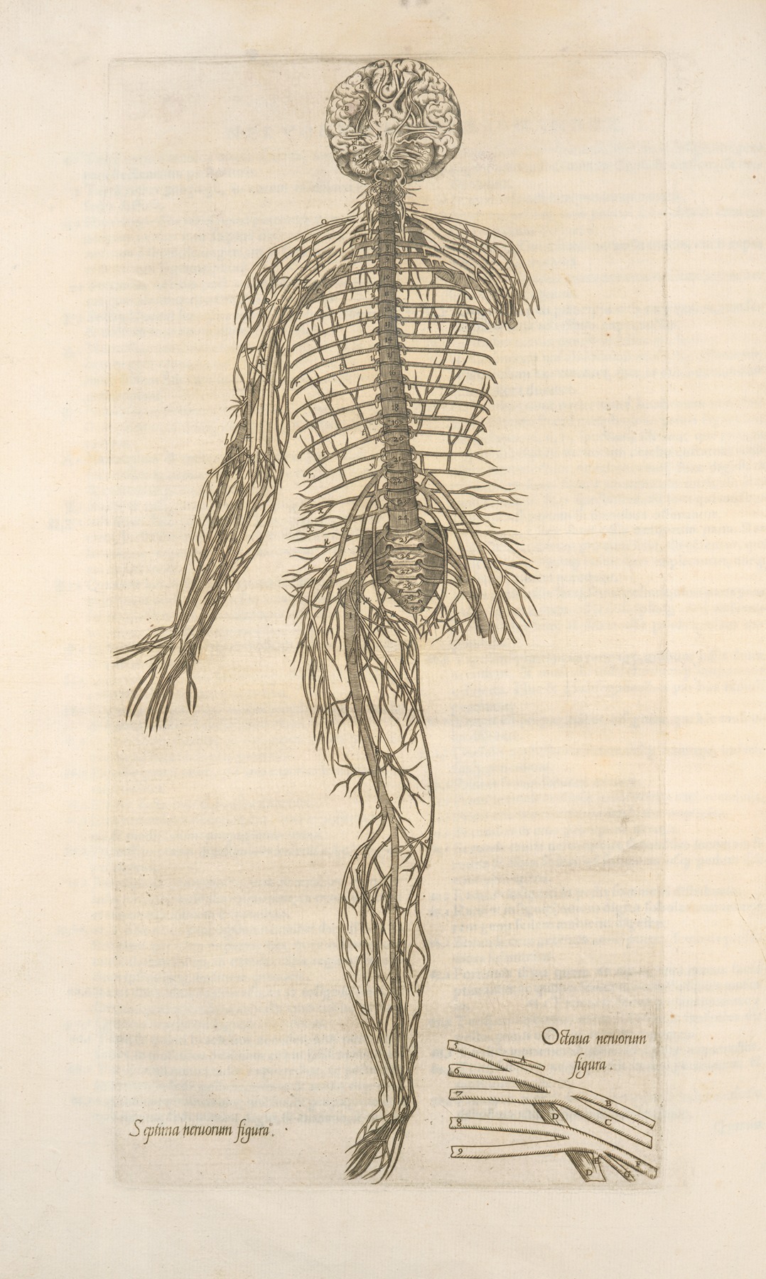 Thomas Geminus - Septima neruorum figura — Octaua neruorum figura
