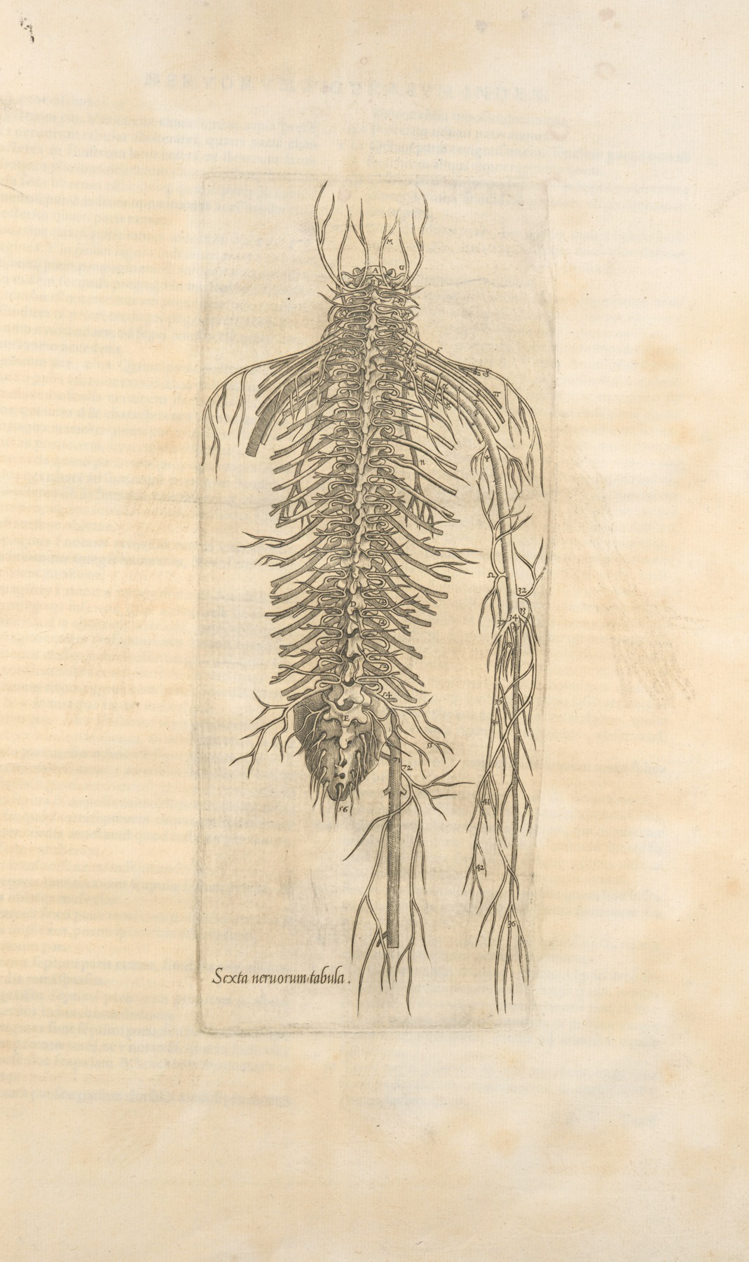 Thomas Geminus - Sexta neruorum tabula. [Nerves of the spine]