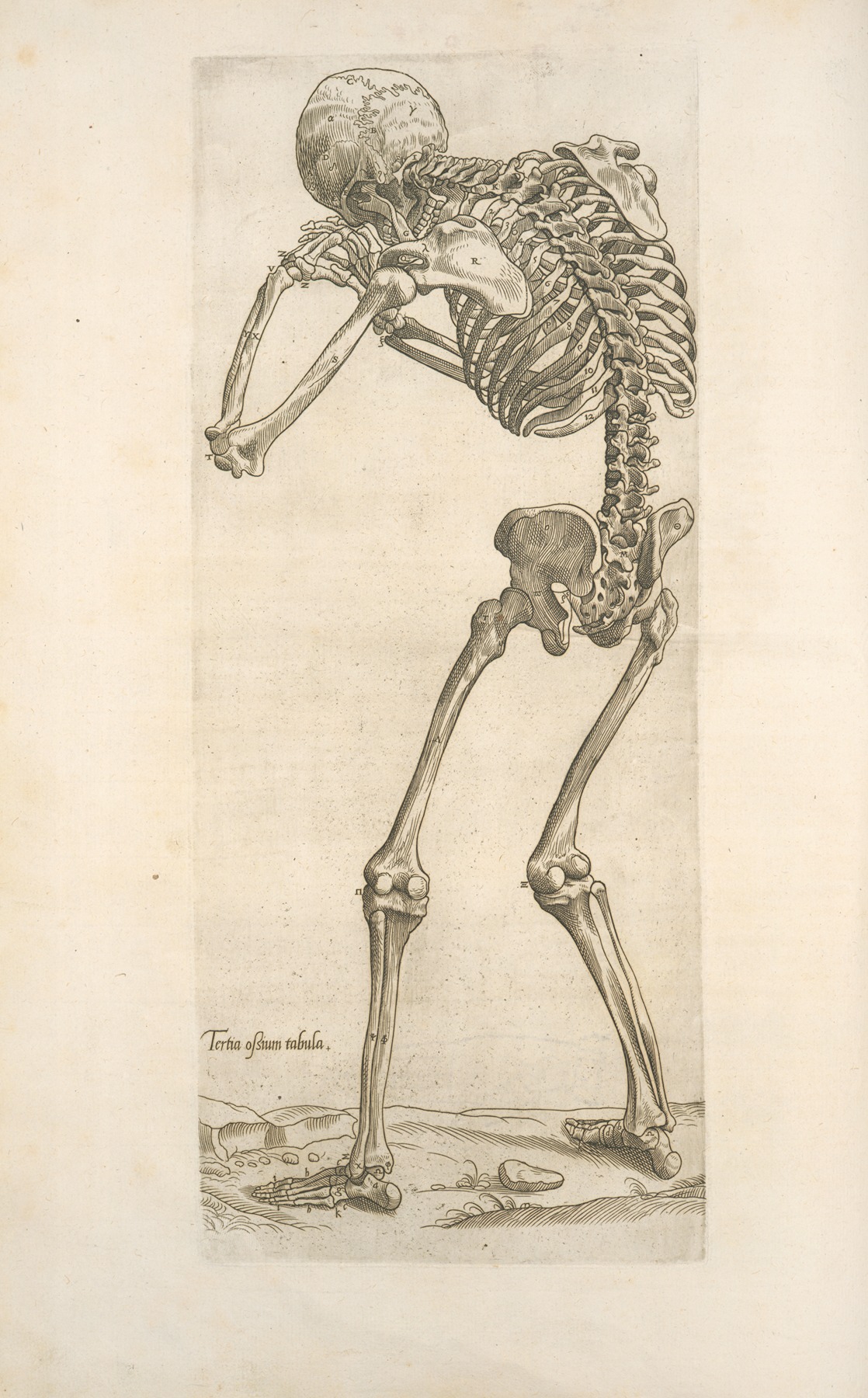 Thomas Geminus - Tertia ossium tabula [Skeleton in aiming position]