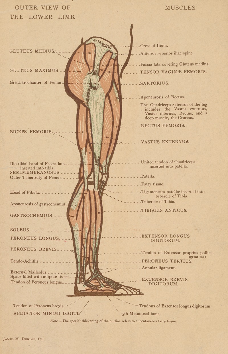 James M. Dunlop - Outer view of the lower limb