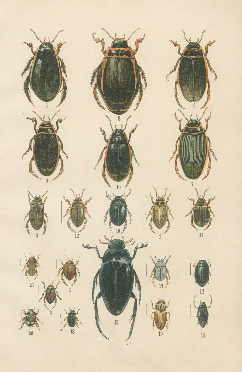 Karl Neunzig - The beetles of Europe Pl.04