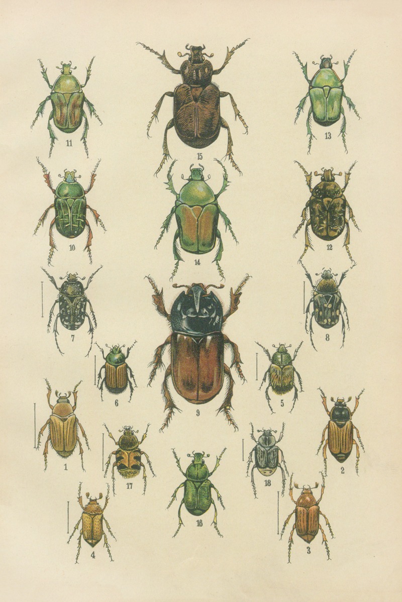 Karl Neunzig - The beetles of Europe Pl.09