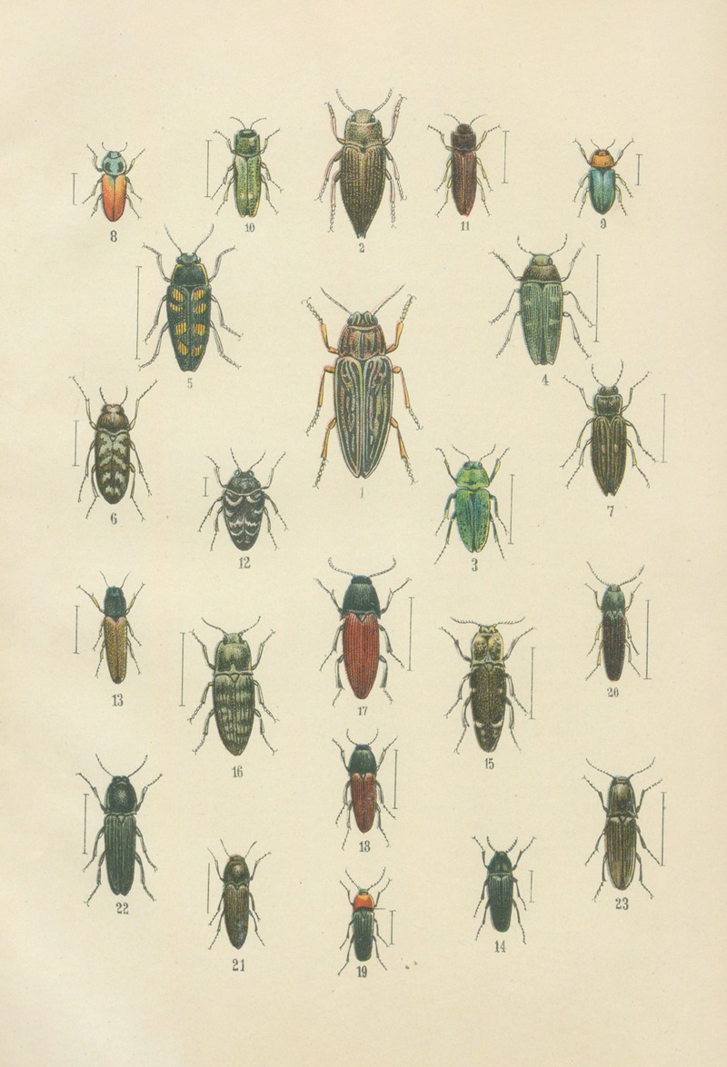 Karl Neunzig - The beetles of Europe Pl.10