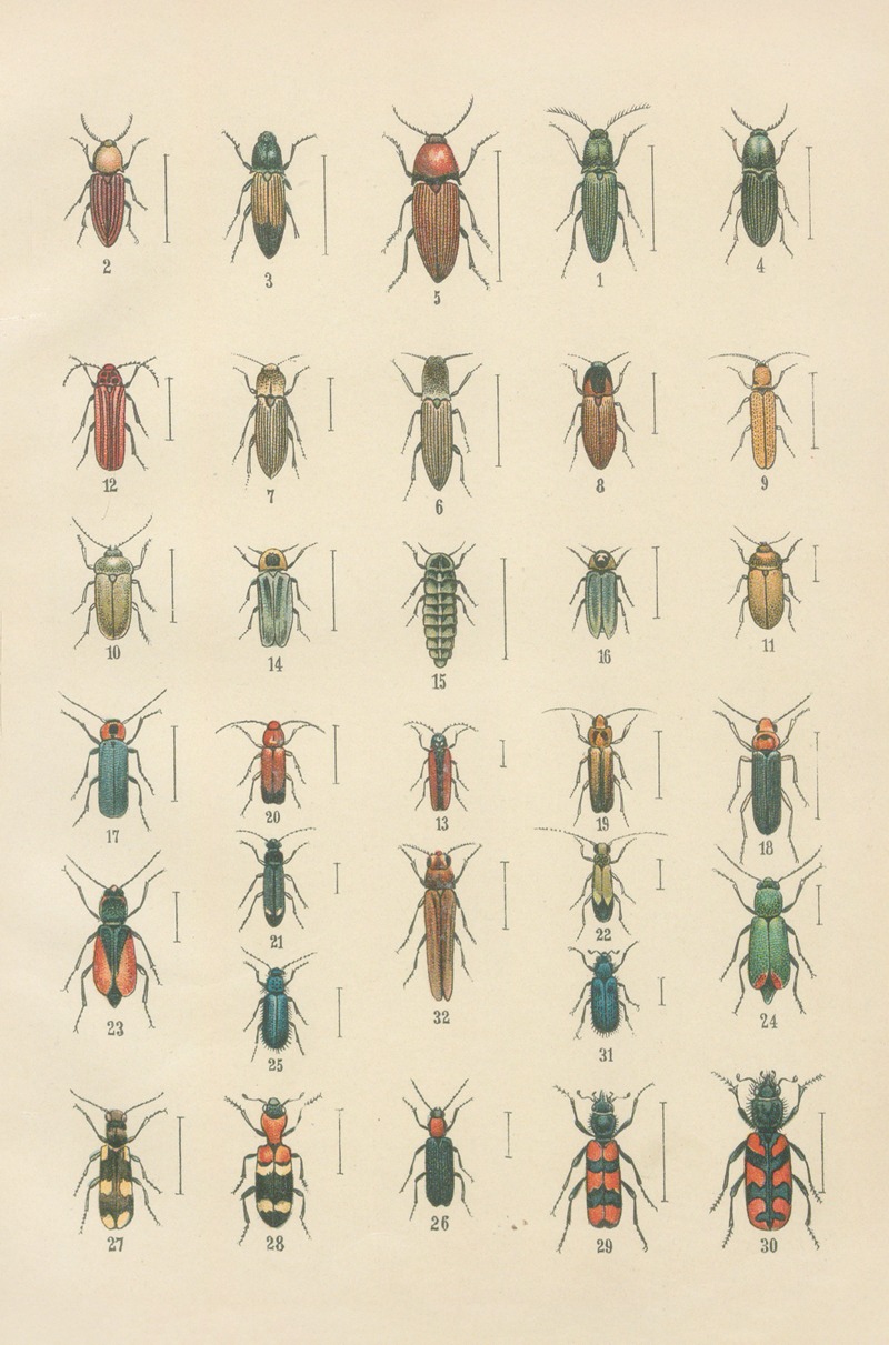 Karl Neunzig - The beetles of Europe Pl.11