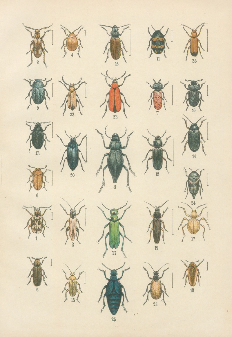 Karl Neunzig - The beetles of Europe Pl.12