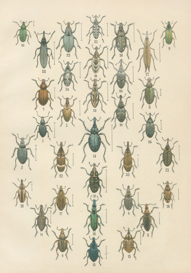 Karl Neunzig - The beetles of Europe Pl.13