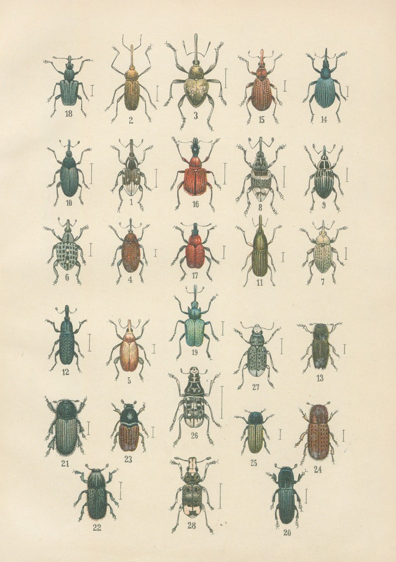 Karl Neunzig - The beetles of Europe Pl.14