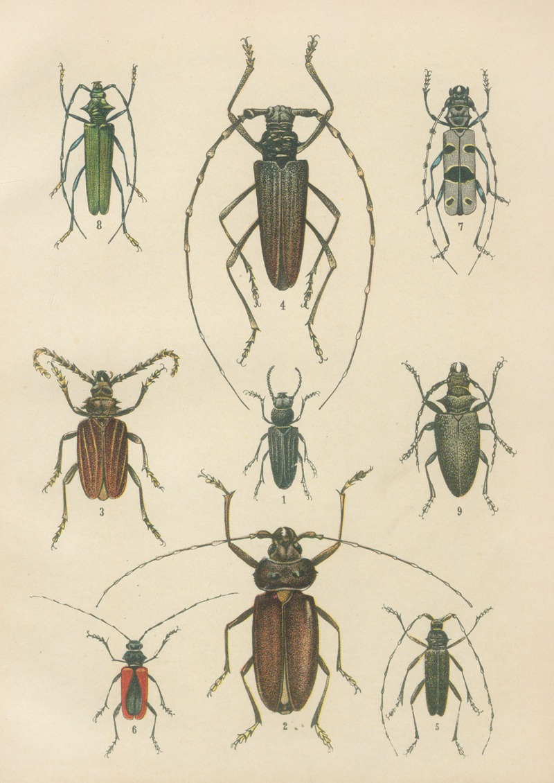 Karl Neunzig - The beetles of Europe Pl.15
