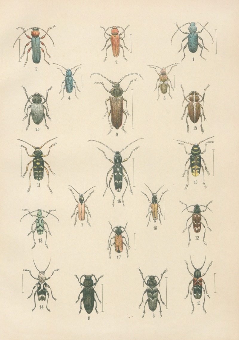 Karl Neunzig - The beetles of Europe Pl.16