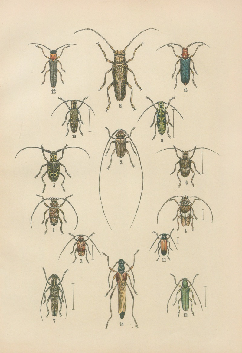 Karl Neunzig - The beetles of Europe Pl.17