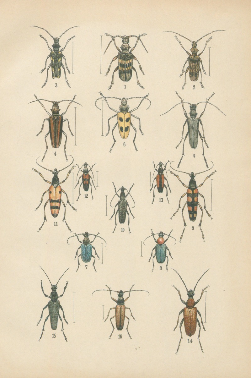 Karl Neunzig - The beetles of Europe Pl.18