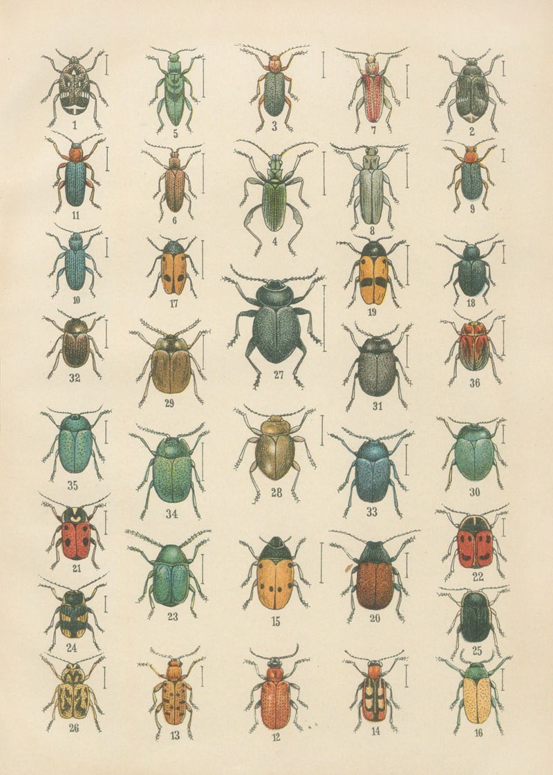 Karl Neunzig - The beetles of Europe Pl.19