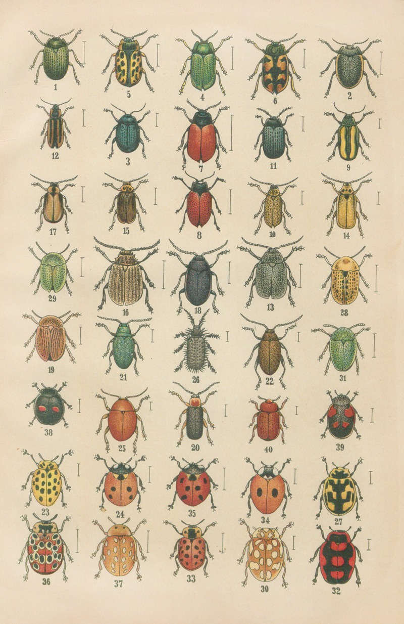 Karl Neunzig - The beetles of Europe Pl.20