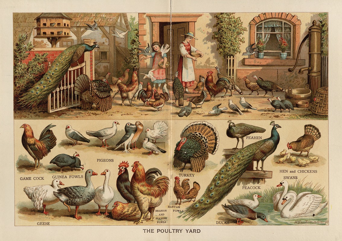 Frederick Warne & Co - The Poultry Yard