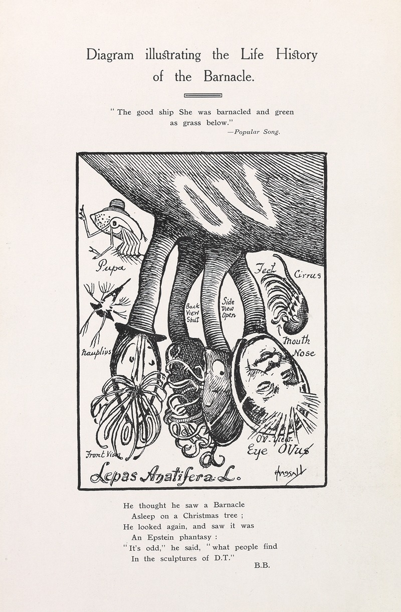 John Hassall - Diagram illustrating the life history of the barnacle
