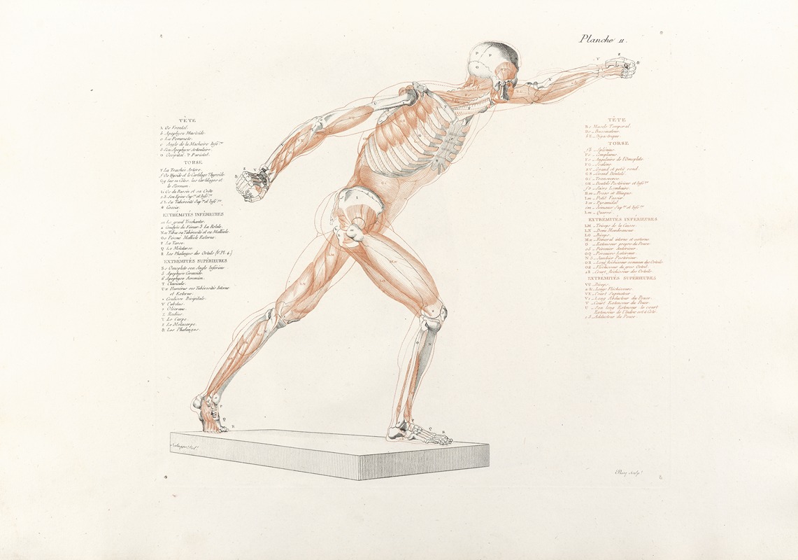 Jean-Galbert Salvage - Anatomie du gladiateur combattant Pl.12