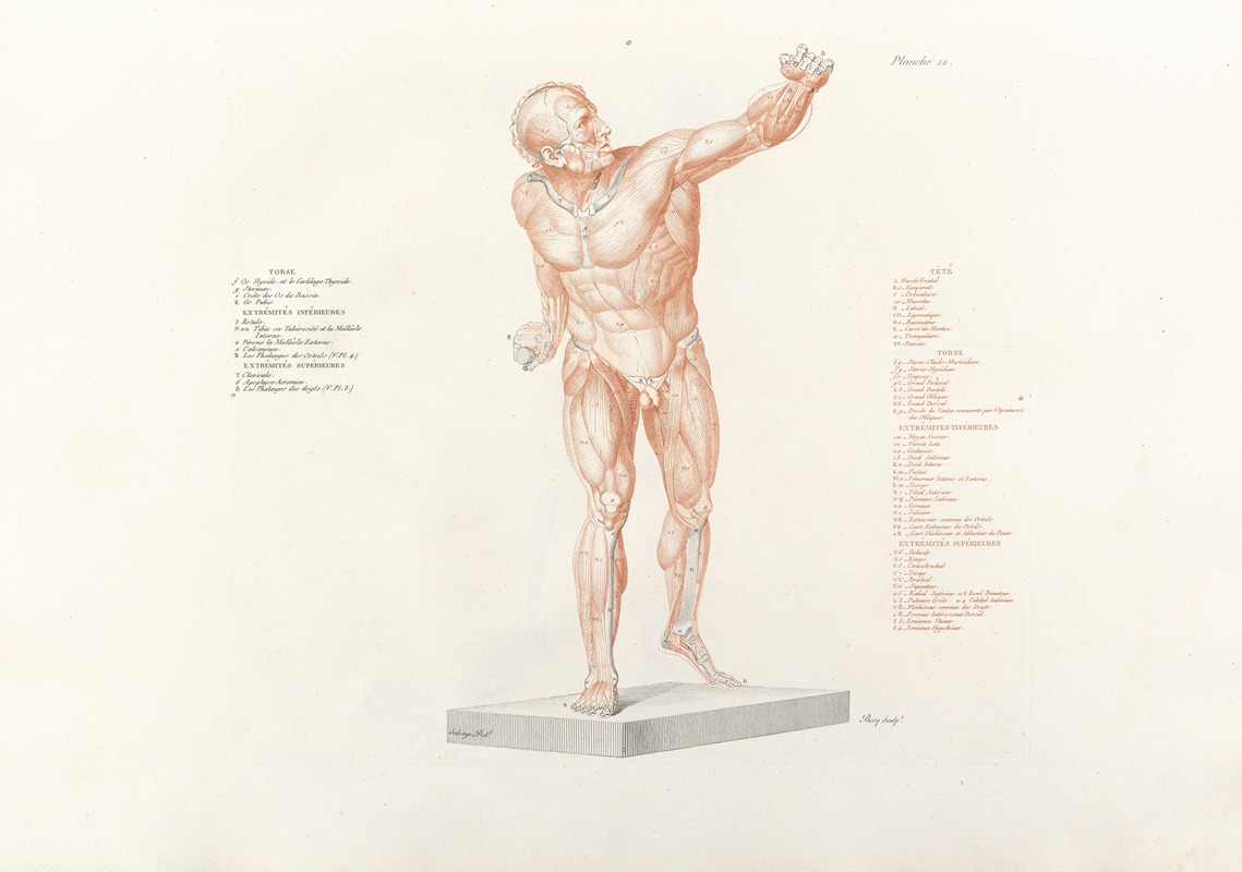 Jean-Galbert Salvage - Anatomie du gladiateur combattant Pl.13